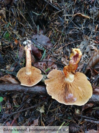 Cortinarius bolaris