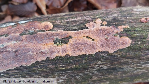 Phlebia radiata