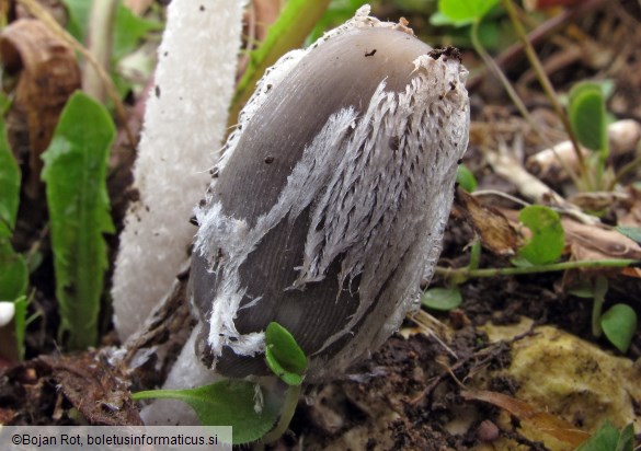 Coprinopsis lagopus