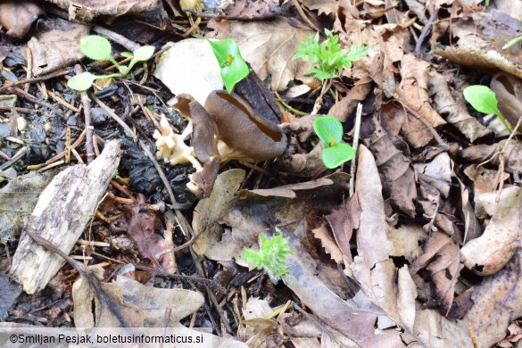 Helvella acetabulum