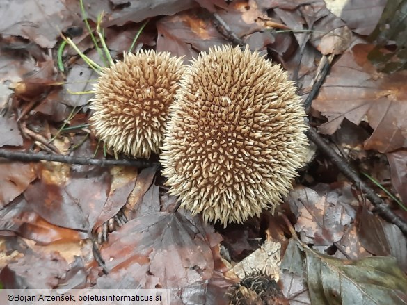 Lycoperdon echinatum