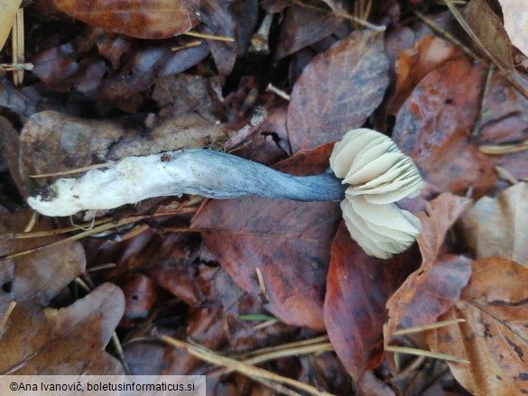 Entocybe nitida