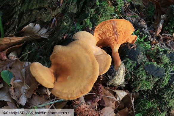 Hygrophoropsis aurantiaca