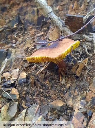 Phylloporus pelletieri