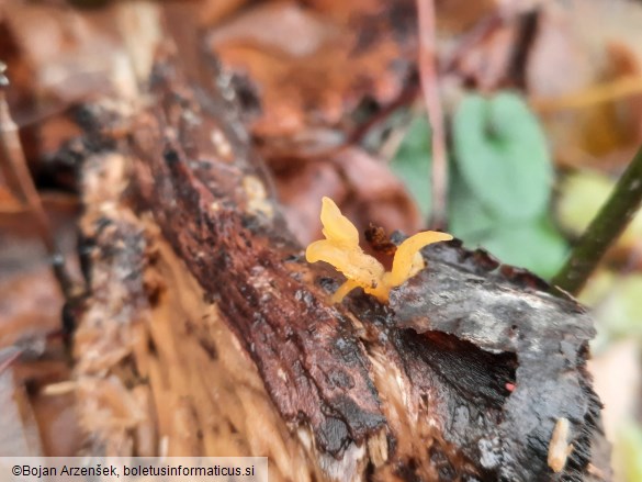 Calocera furcata