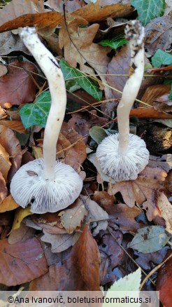 Tricholoma terreum