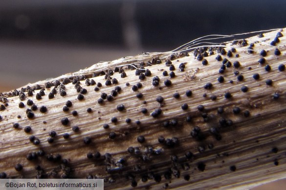 Leptosphaeria acuta