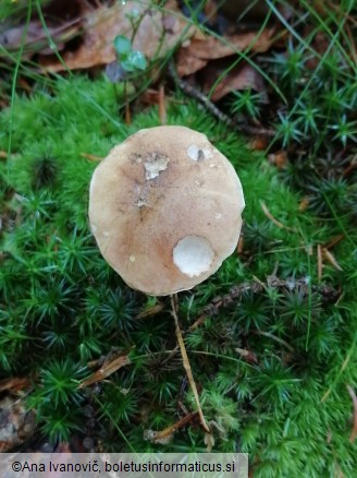 Tylopilus felleus