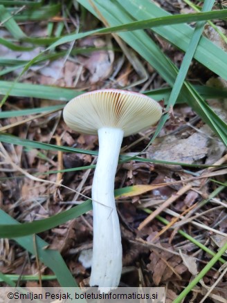 Russula caerulea