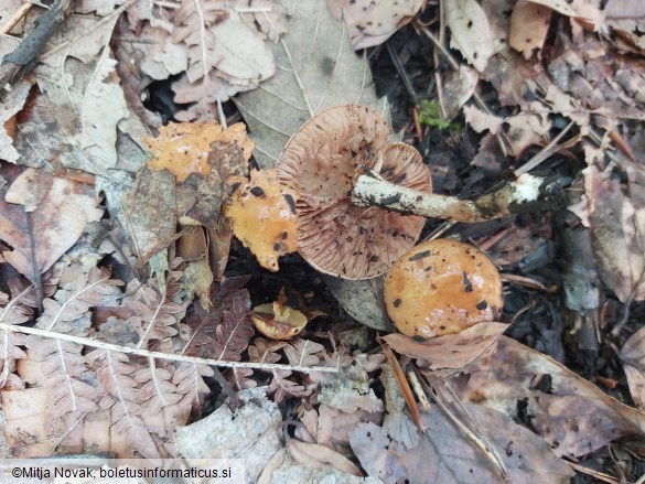 Pholiota carbonaria