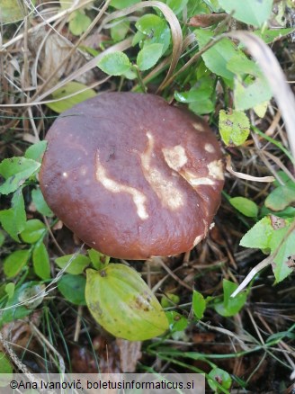 Boletus edulis