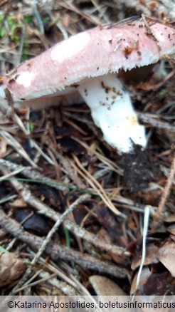Russula vesca