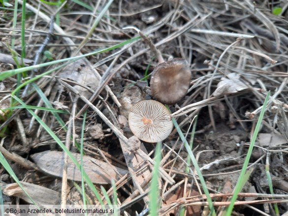 Strobilurus tenacellus