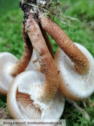 Kuehneromyces mutabilis