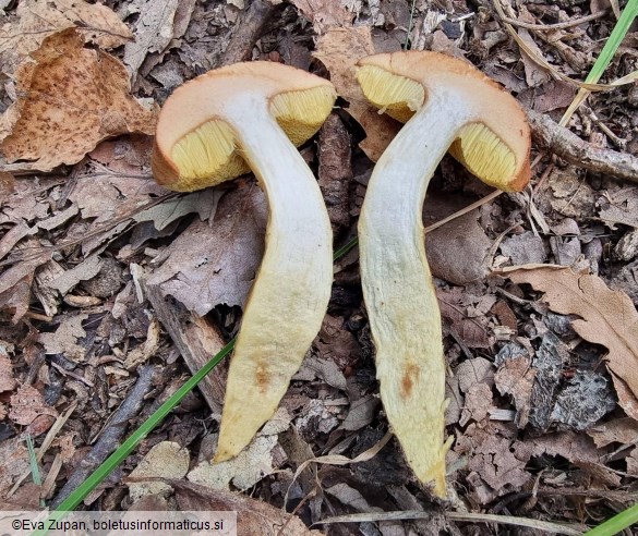 Aureoboletus moravicus