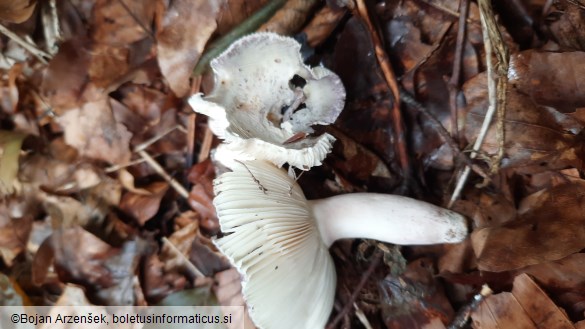 Russula violeipes