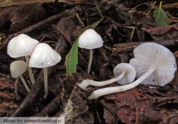 Hemimycena cucullata