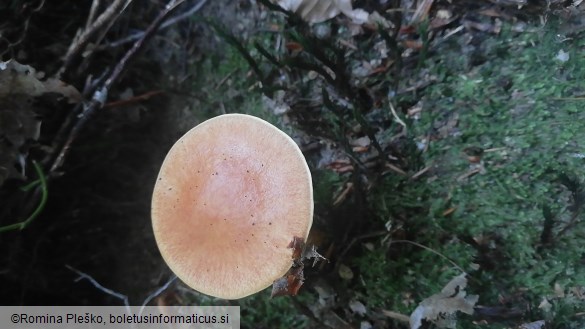 Suillus grevillei