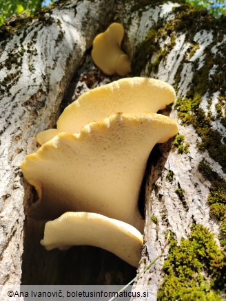 Pholiota squarrosa