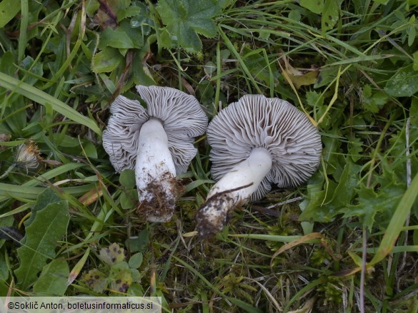 Dermoloma bellerianum