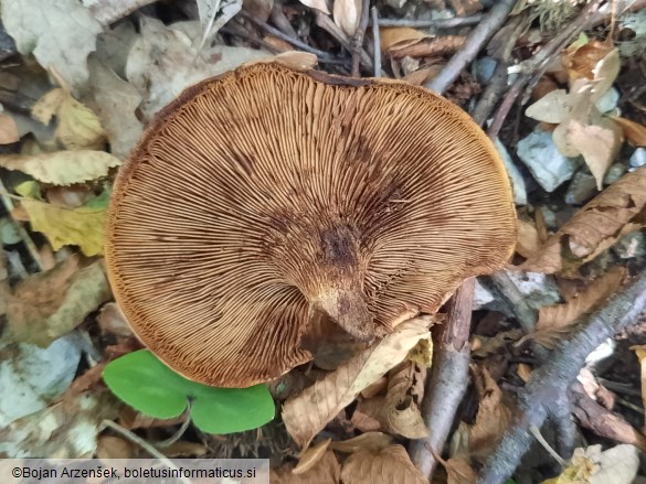 Paxillus rubicundulus