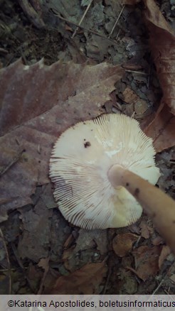 Amanita fulva