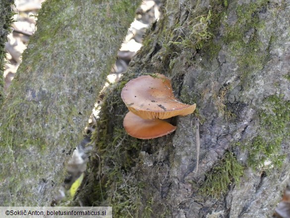 Flammulina elastica