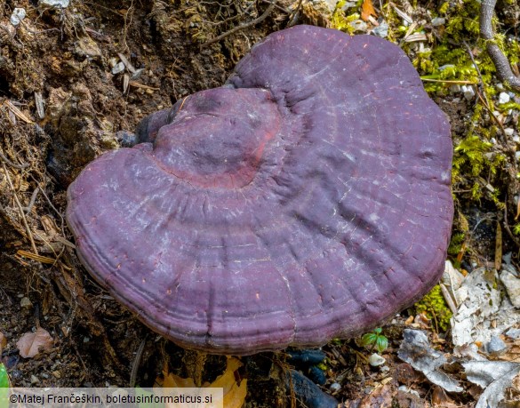 Ganoderma carnosum