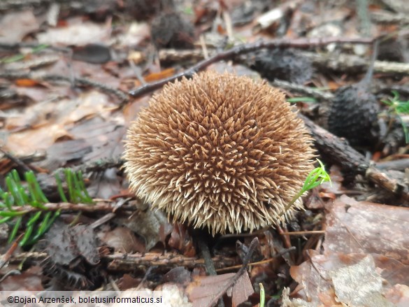 Lycoperdon echinatum