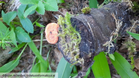 Pycnoporus cinnabarinus