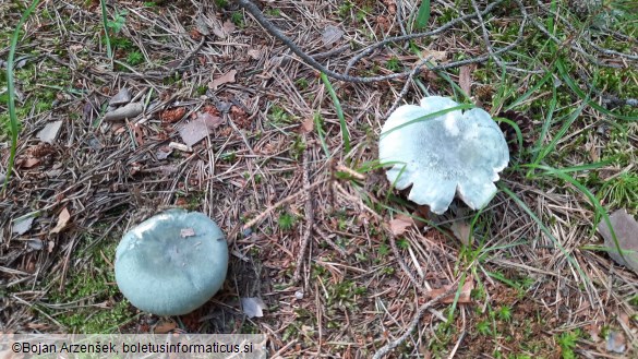 Russula virescens