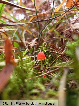 Mycena adonis