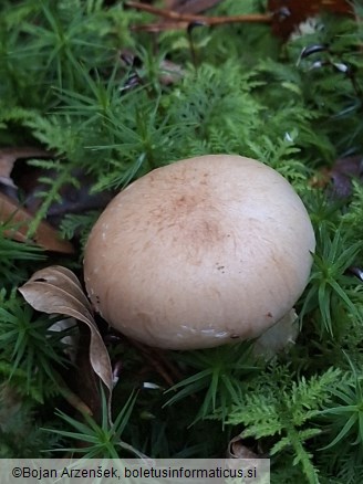 Pholiota lenta
