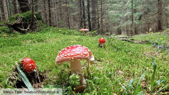 Amanita muscaria