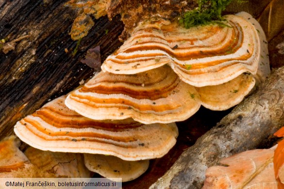 Trametes ochracea