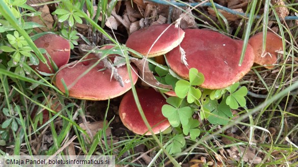 Boletus rubellus