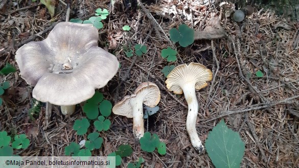 Cantharellus amethysteus