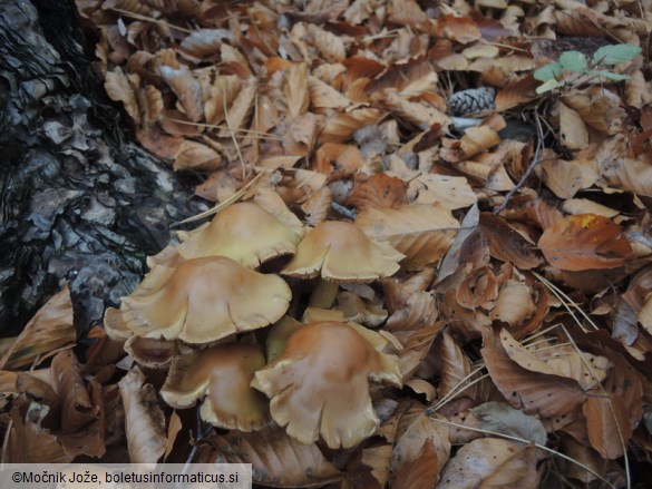 Pholiota pinicola