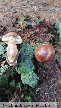 Boletus badius