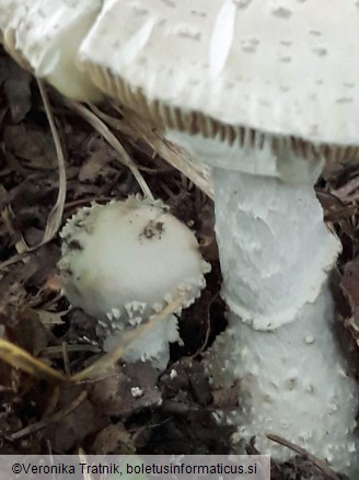 Amanita echinocephala