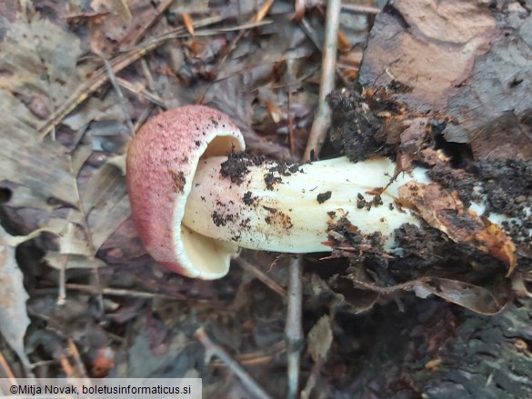 Tricholomopsis rutilans