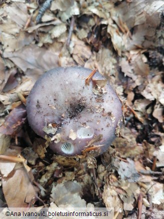 Russula cyanoxantha