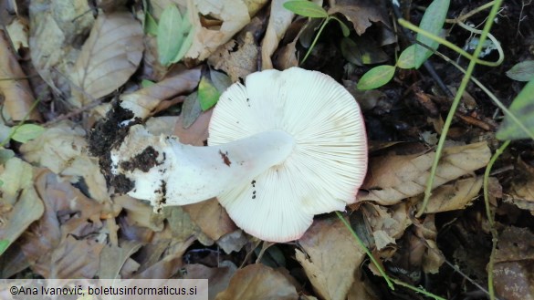 Russula grata