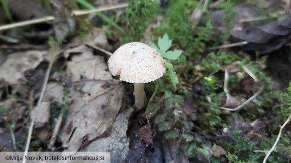 Inocybe tenebrosa