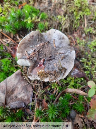 Tricholoma portentosum