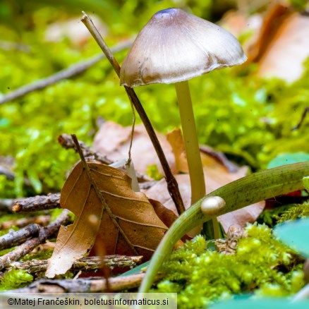 Mycena plumipes