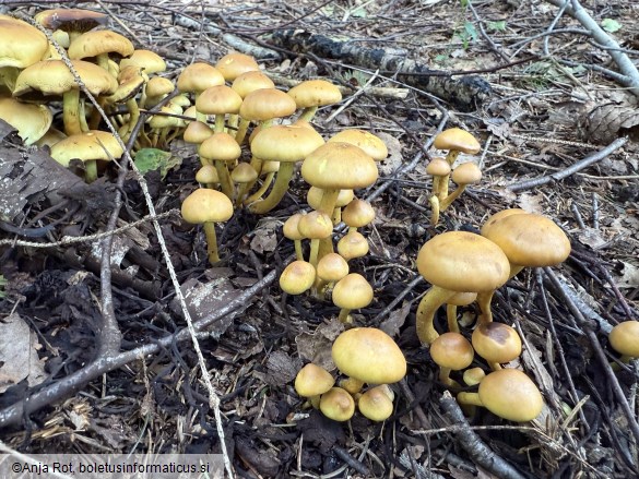 Hypholoma fasciculare