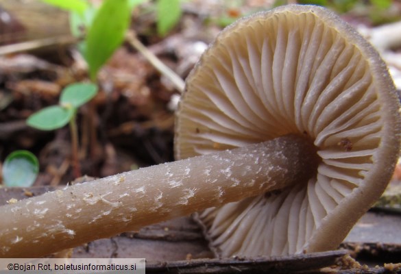 Entoloma hirtipes