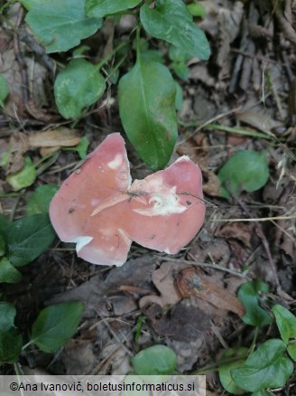 Russula vesca