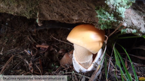 Amanita crocea